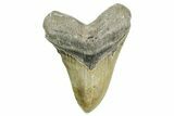Huge, Serrated, Fossil Megalodon Tooth - North Carolina #365978-1